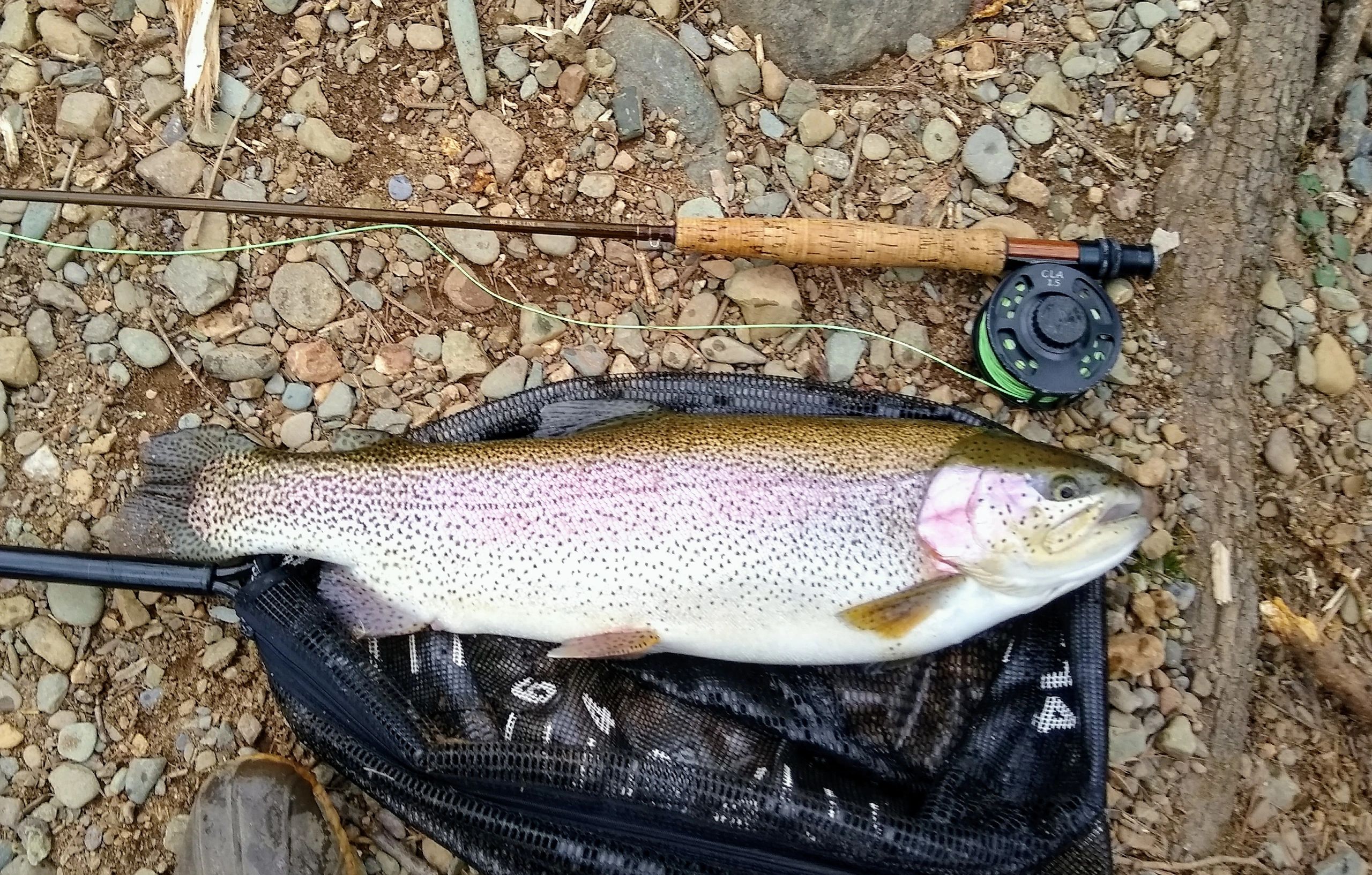 THE MOORMAN'S SPEC REGS FLAT POOL MONSTER 24.5 INCHES ON A SZ 22 GREEN MIDGE LARVA