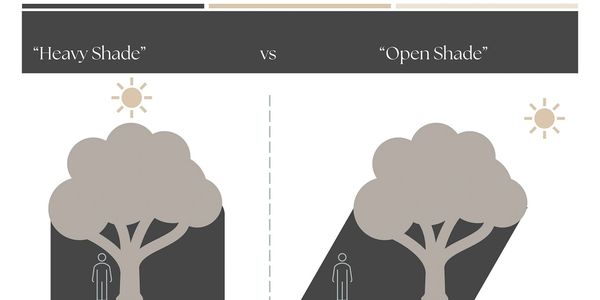 Comparison of heavy shade versus open shade under a tree with sun positions.