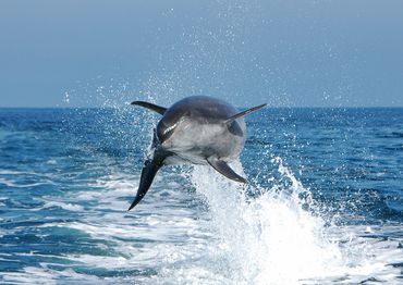 This magnificent Pacific Bottle Nose Dolphin is leaping with a big smile, just for you!