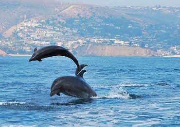 These two Pacific Bottlenose Dolphins almost appear to be posing for a sculpture shot!