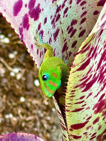 Geck poking out of an Exotic Bromeliad, you never know where they'll pop up next.