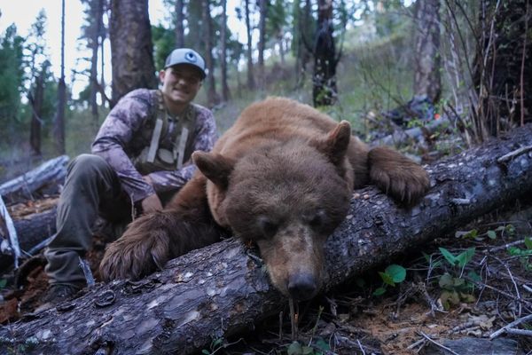Color Phased Black Bear