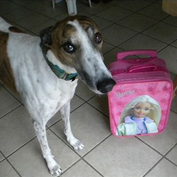 Greyhound with suitcase