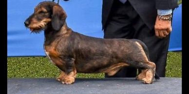 GRCH Yuletide’s All Wired Up SW. He is the Sire of multiple Champions. Frozen semen is available.