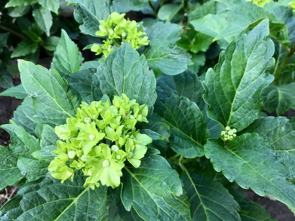 Everlasting Hydrangea: Jade