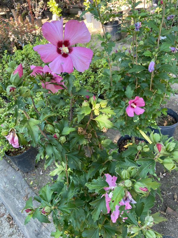 Rose of Sharon ‘Aphrodite’