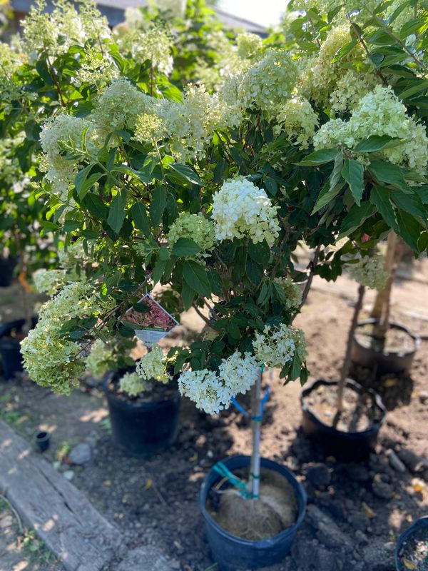 Limelight Hydrangea Std.