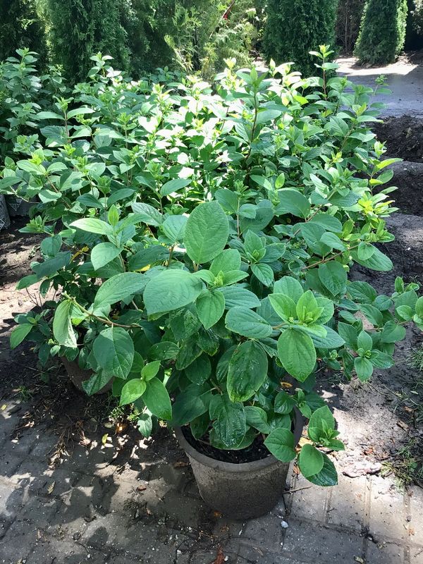 Pink Diamond Hydrangea for sale