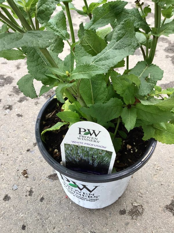 Salvia White Profusion