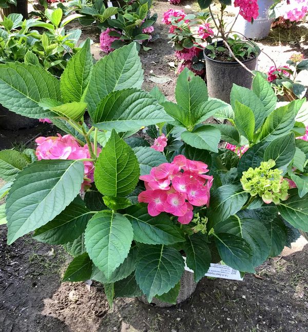 Tilt-A-Swirl Hydrangea