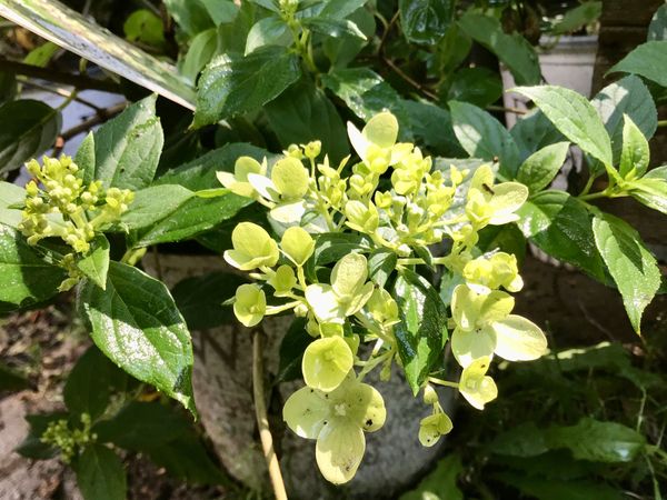 Little lime hydrangea