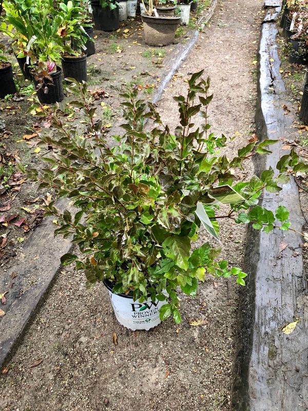 ‘Scent and Sensibility’ pink  lilac