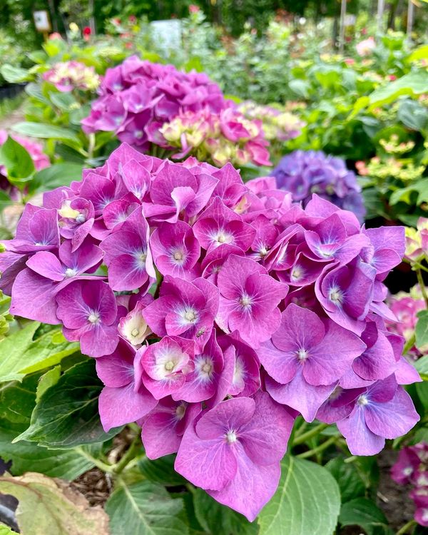 Purple Passion Hydrangea