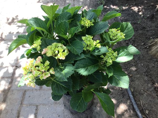 Edgy Hearts PW Hydrangea