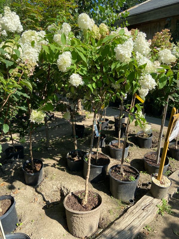 Peegee hydrangea Std.