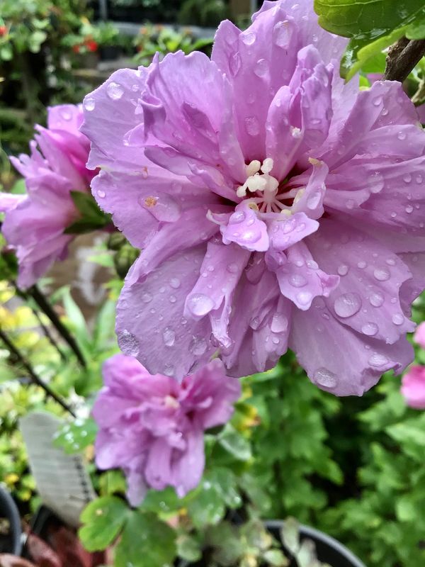 Ardens Rose of Sharon