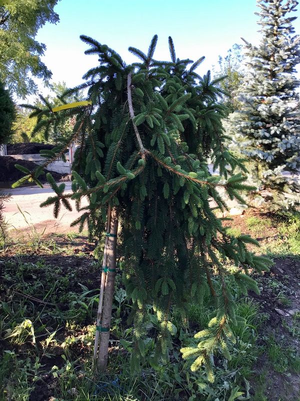 Weeping Norway Spruce