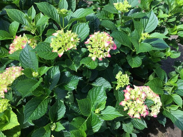 Red Sensation Hydrangea