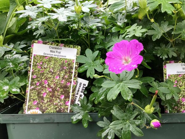 Cranesbill Max Frei