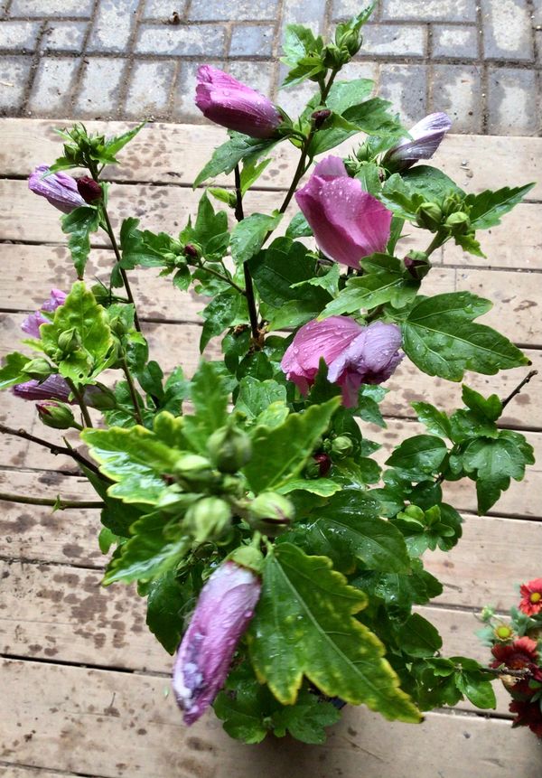 Woodbridge Rose of Sharon