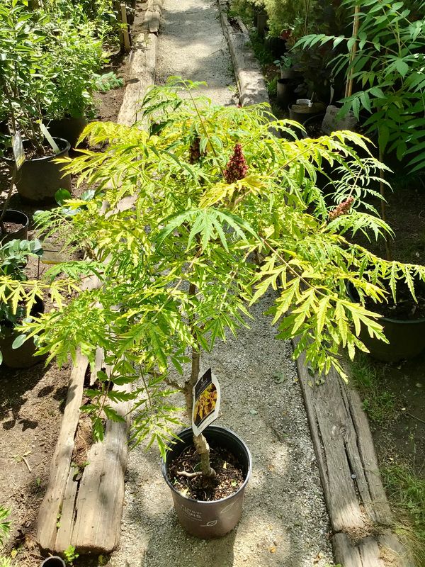 Tiger Eyes Sumac