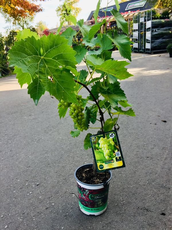 Vidal Grape (White Grape)