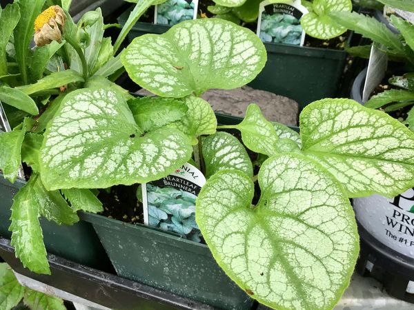 Heartleaf Brunnera