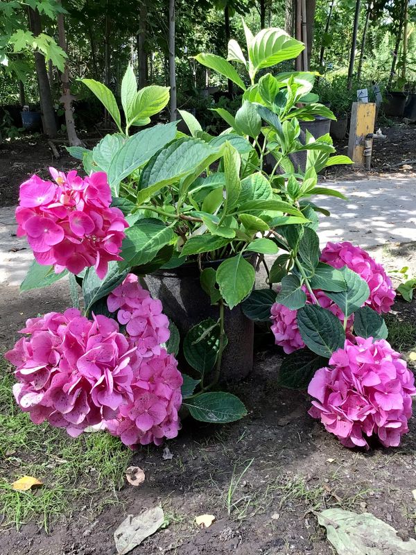 L.A. Dreamin Hydrangea