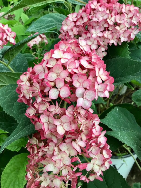 Invincibelle Ruby Hydrangea for sale