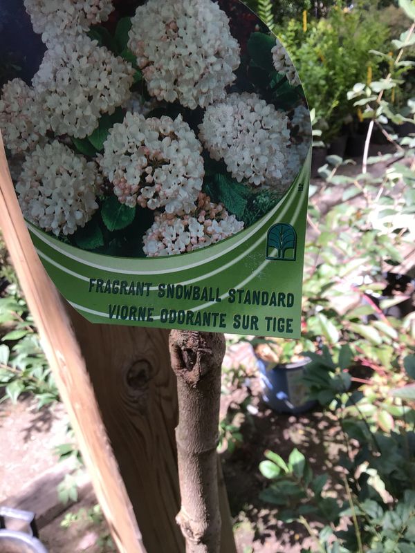 Fragrant Snowball Standard