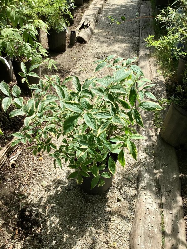 Instant Karma Elderberry