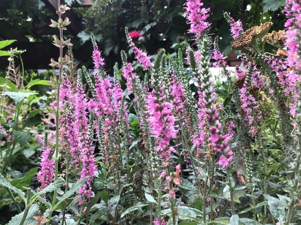 Veronica ‘Perfectly Picasso’ Speedwell