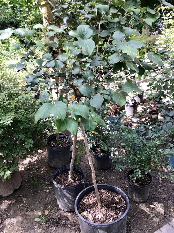 Korean Spice Vibrunum Standard