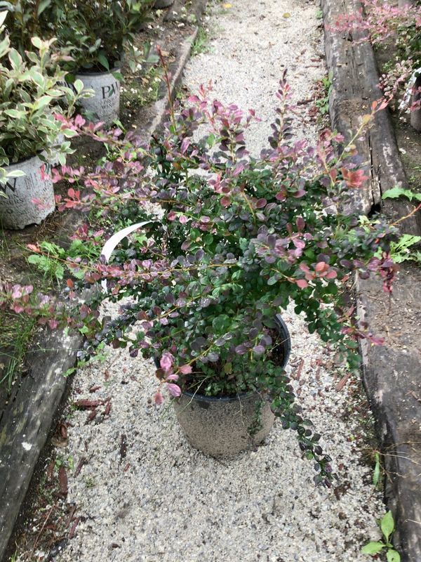 Royal Burgundy Japanese Barberry