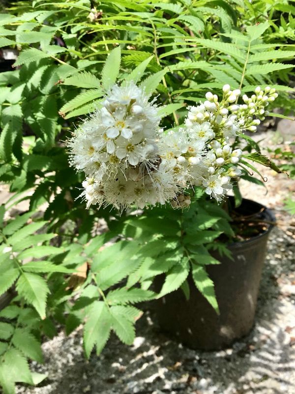 Sem False Spirea
