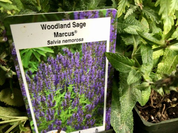 Woodland Sage Marcus