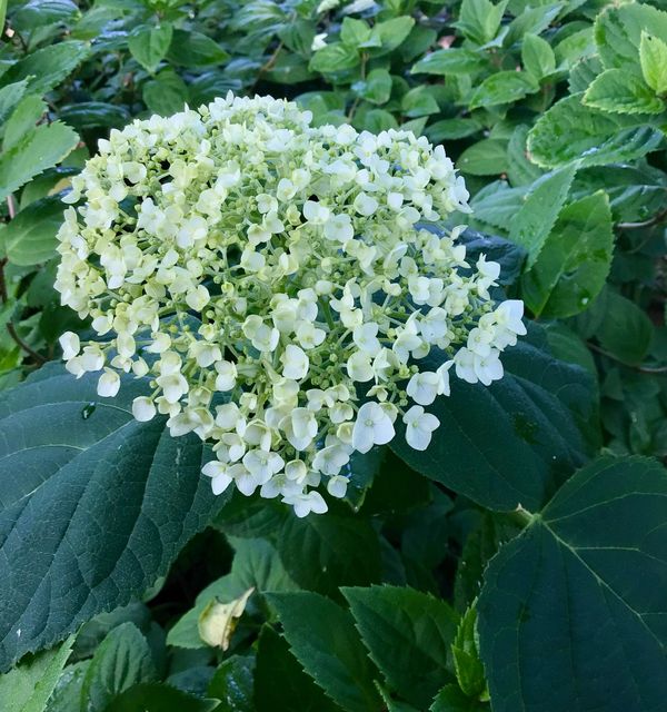 Incrediball Hydrangea for sale