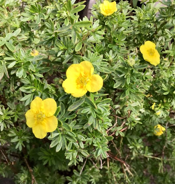 Mango Tango Potentilla