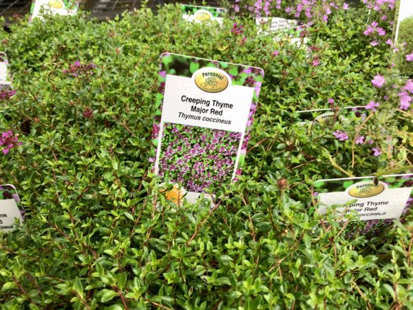 Creeping Thyme Major Red