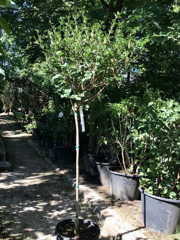 Bloomerang Lilac Standard Tree