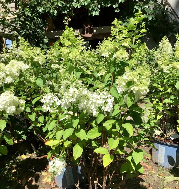 Hydrangea Moonrock BE