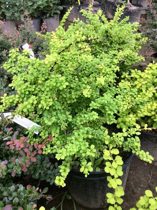 Golden Barberry