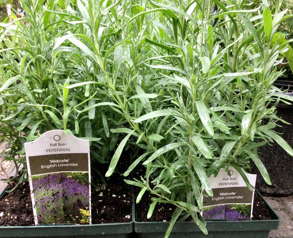 Hidcote English Lavendar