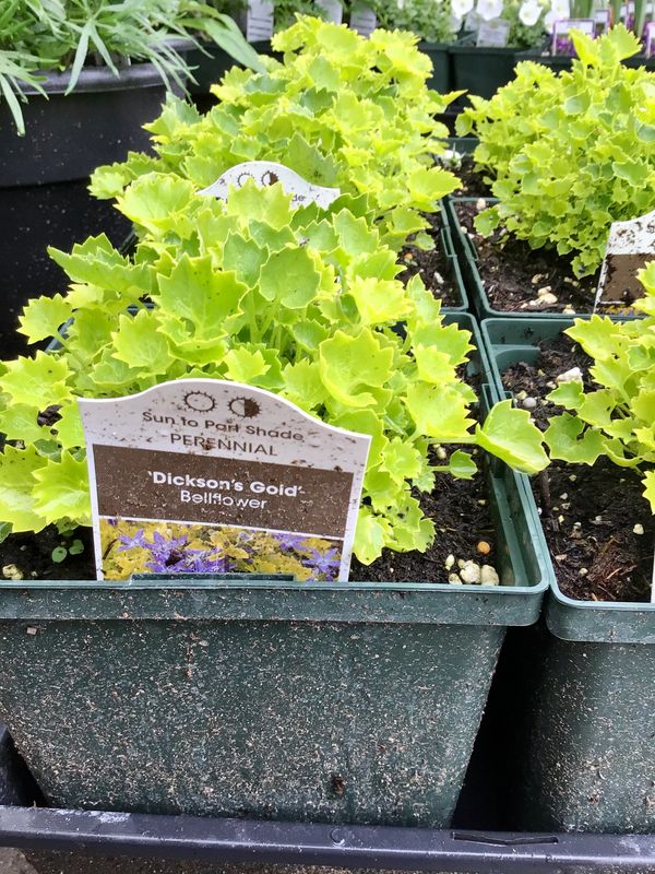 'Dickson's Gold' Bellflower