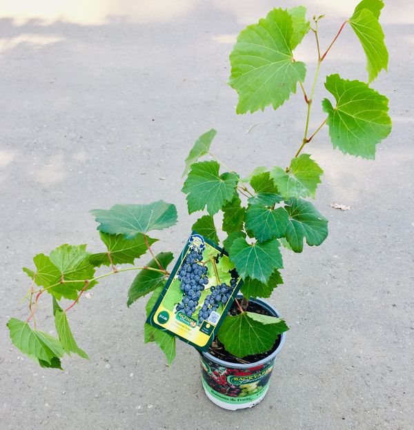 Frontenac Grape (Blue Grape)