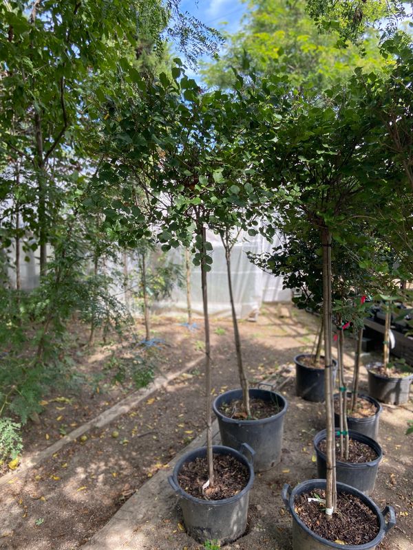 Dwarf Korean Lilac