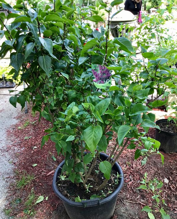 Sensation Lilac Shrub
