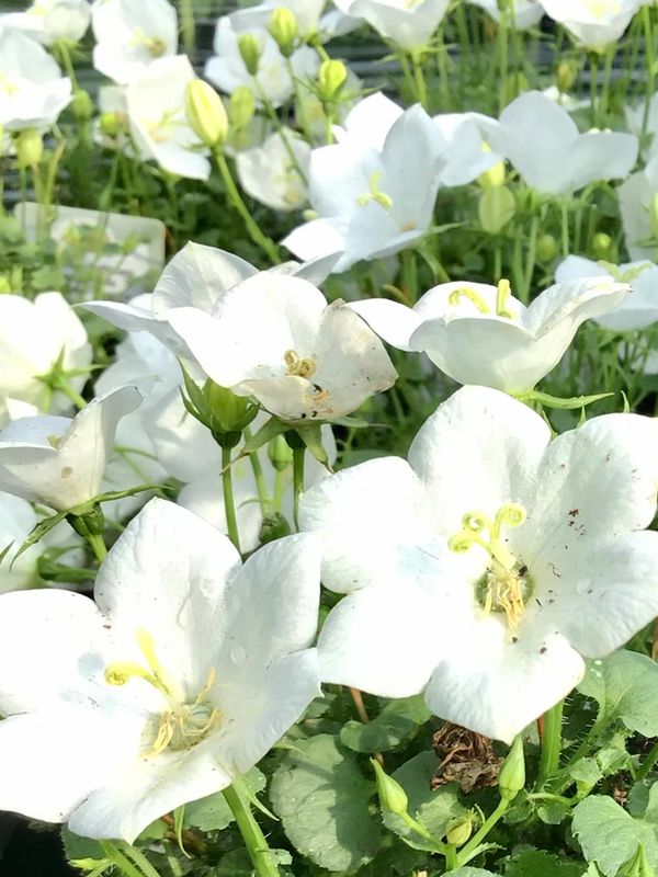 Carpathian Bellflower Rapido Blue