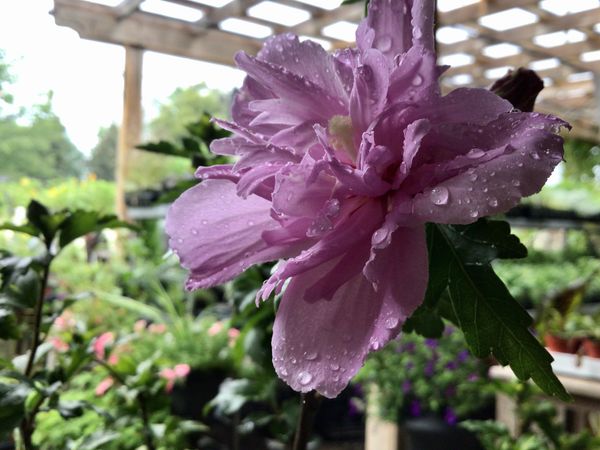 Ardens Rose of Sharon