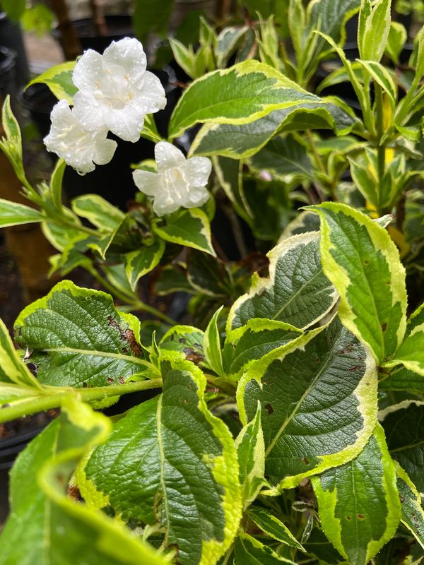 Variegated Weigela